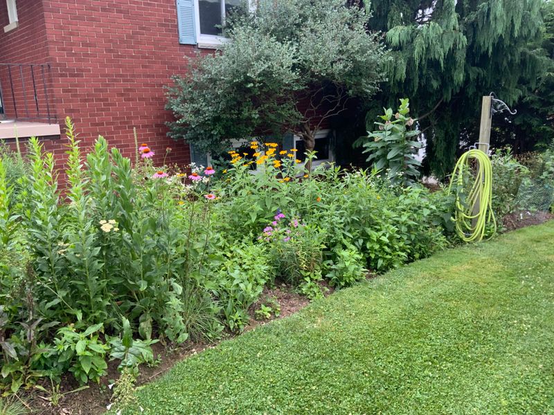 Native Plant Border