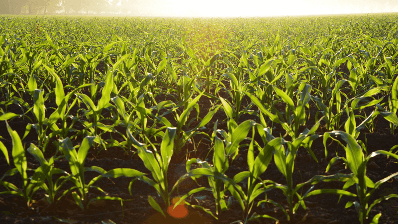 Crop Rotation