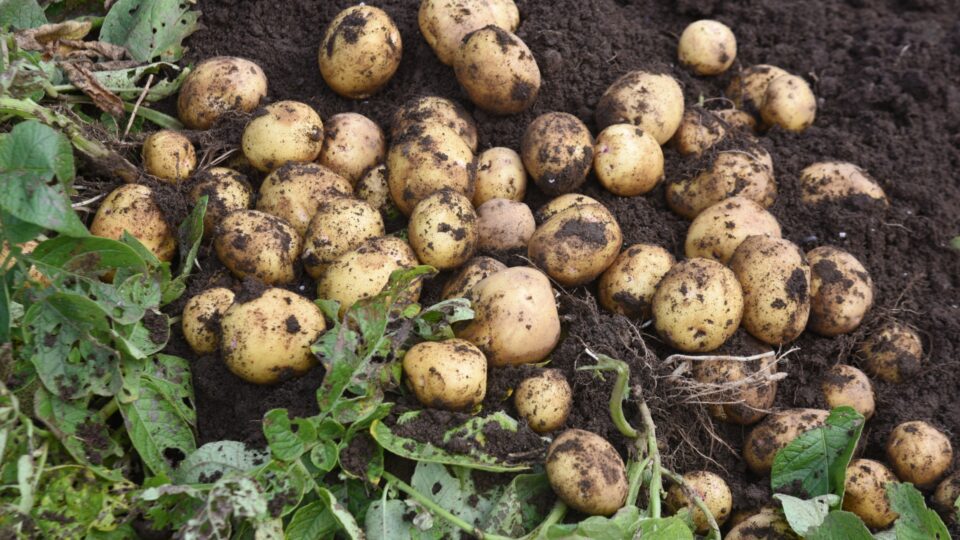 The 20 Worst Companion Plants For Potatoes (And 5 Great Alternatives)