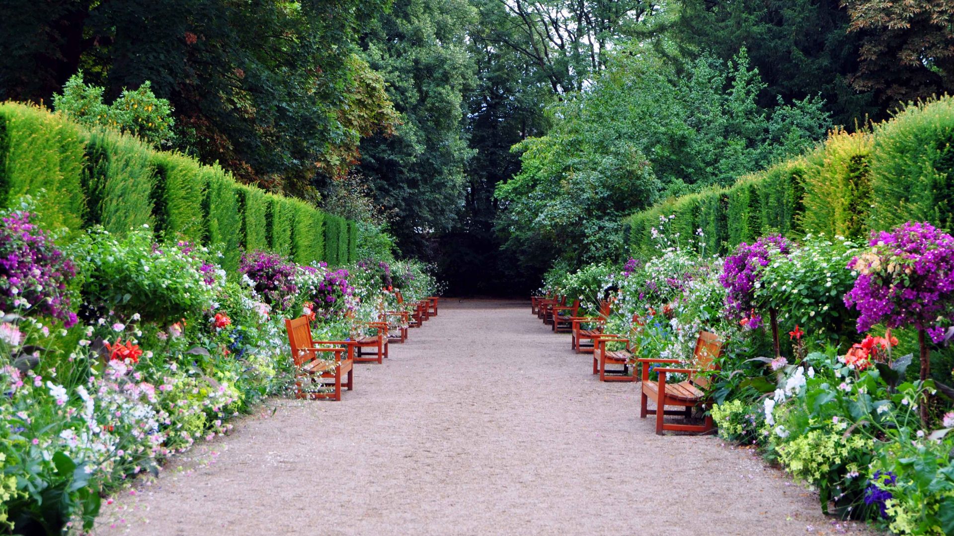 garden with shrubs