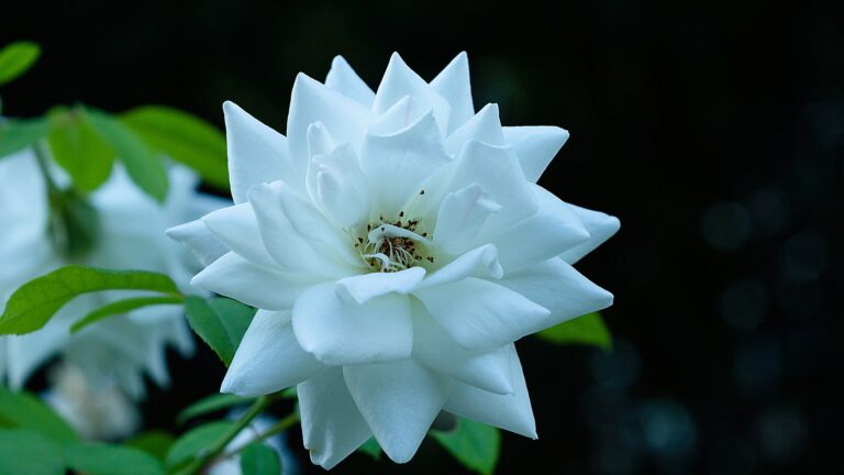 Iceberg rose, real white rose close up