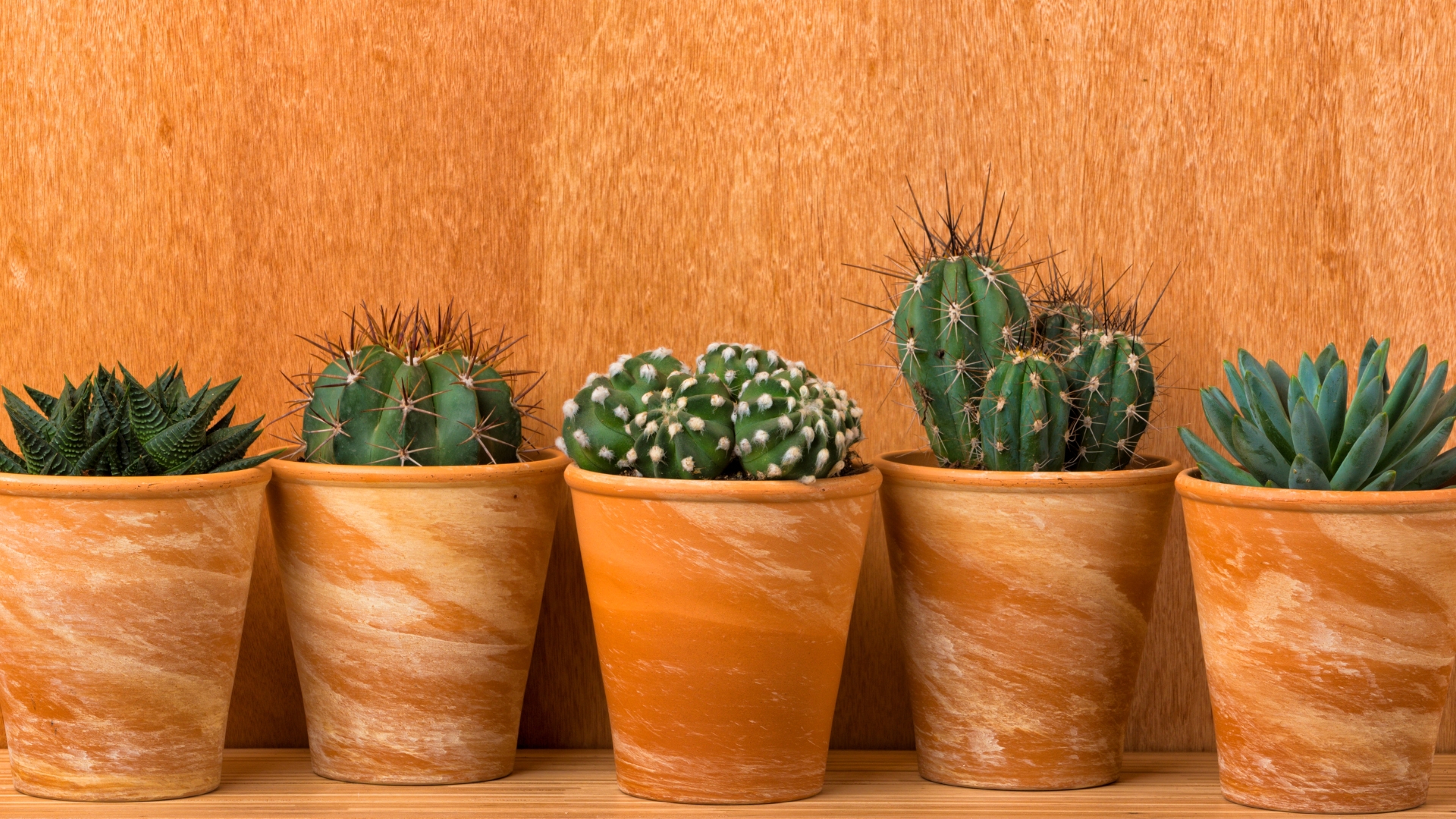 Terracotta pots