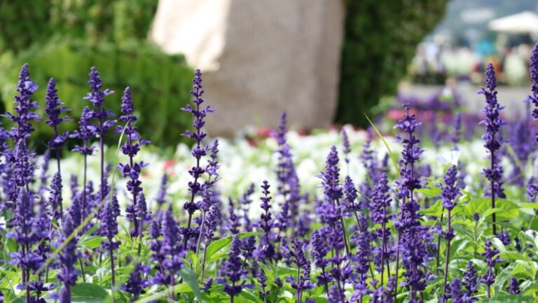 salvia in bloom