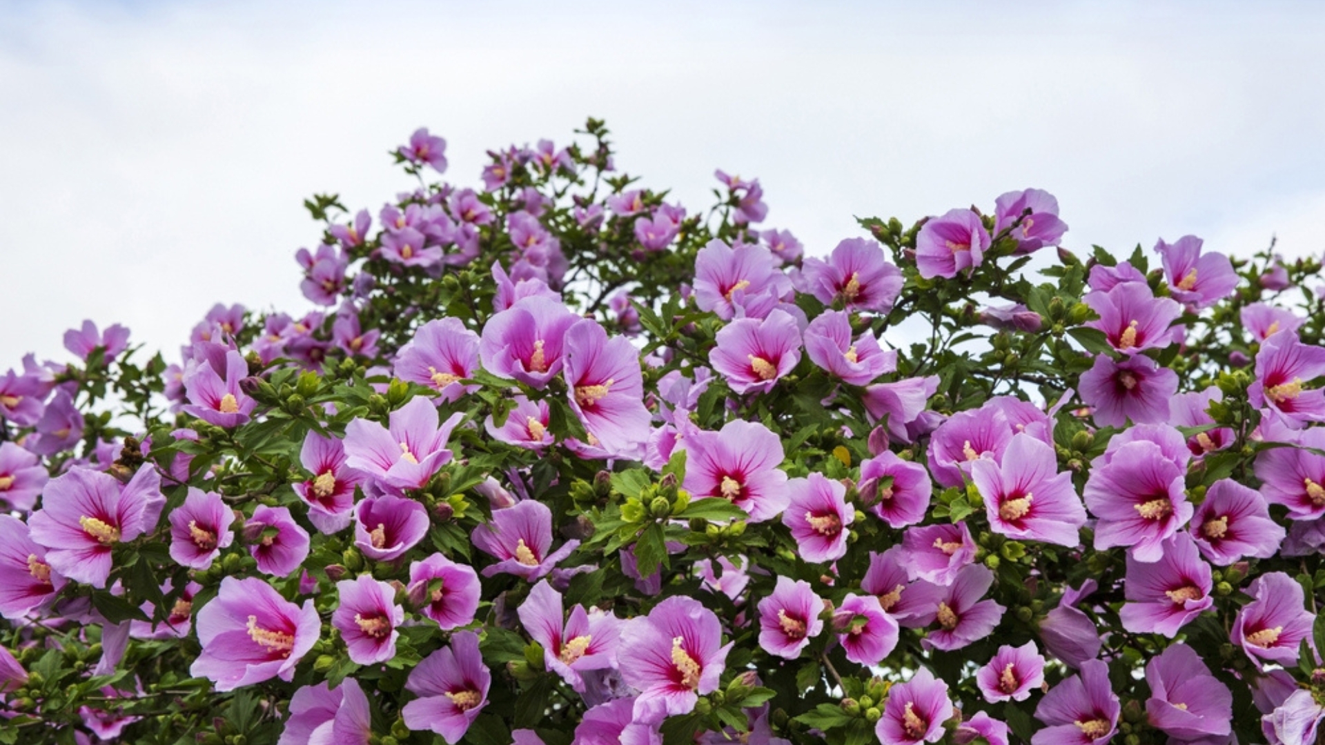 The 29 Best Easy-Care Shrubs, According to a Landscape Designer