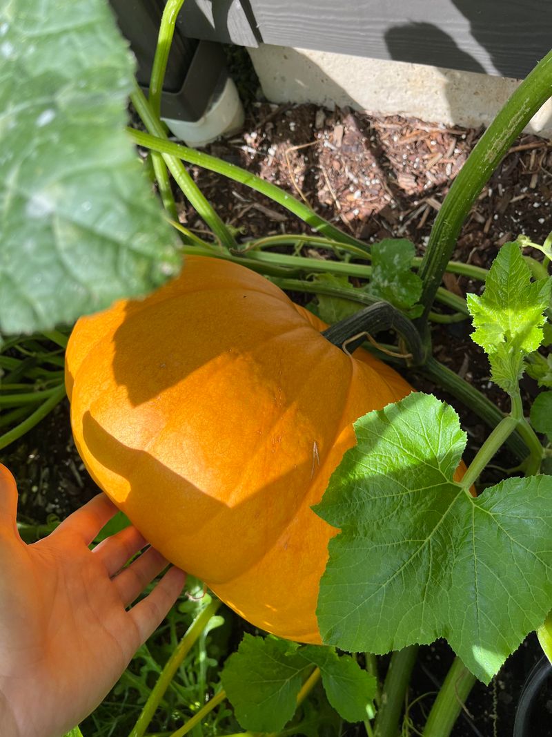 Pumpkin Powerlifting