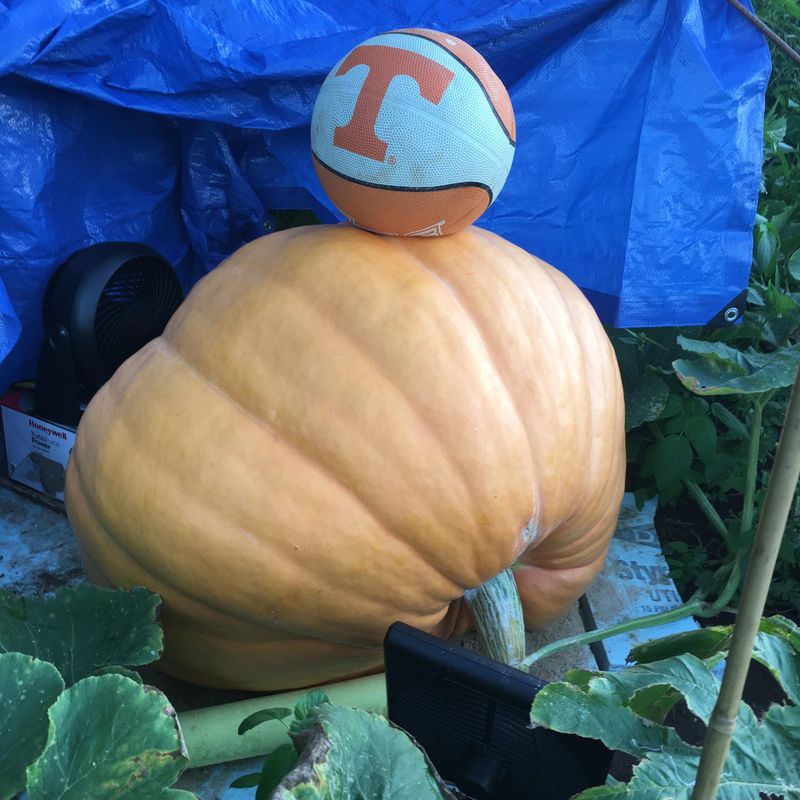 Pumpkin Weightlifting Competitions