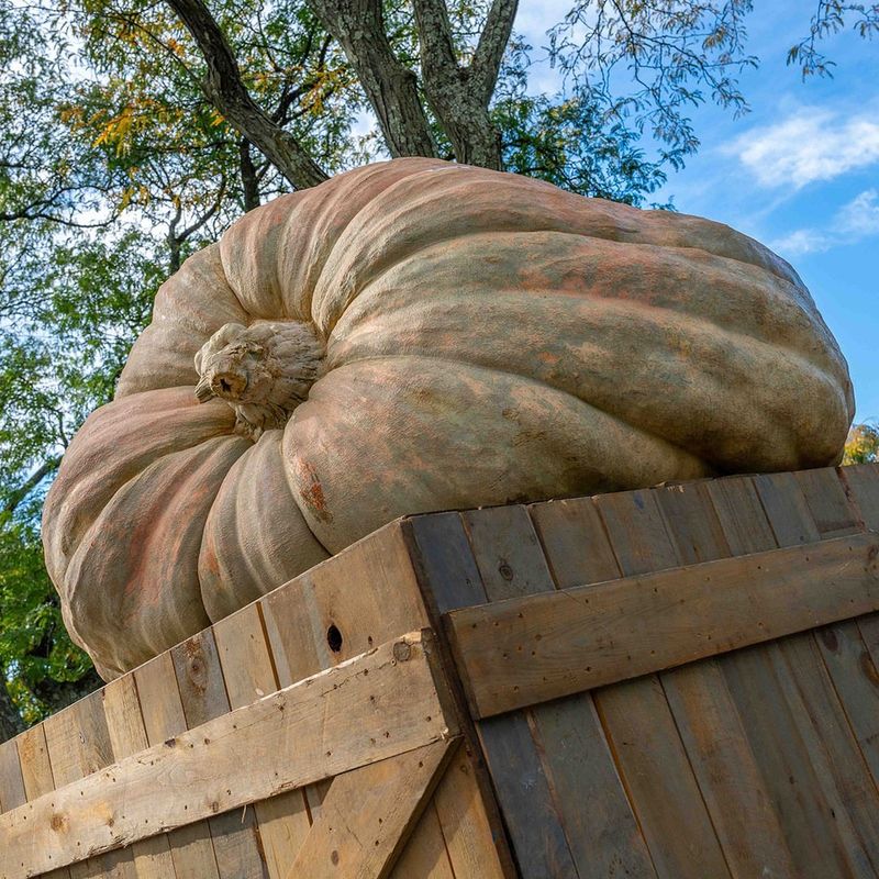 A Pumpkin's Journey Through Time