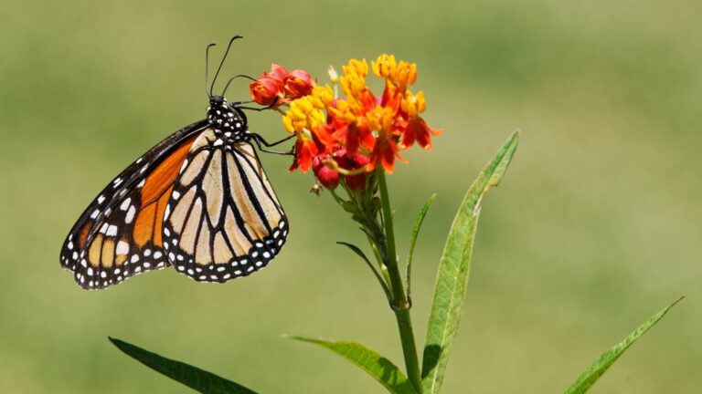 butterfly on flowers
