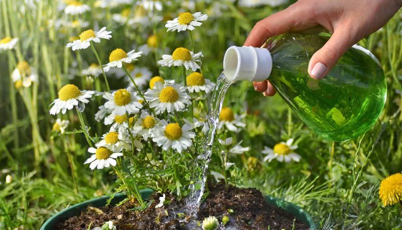 Water Wisely