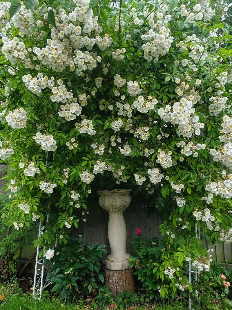 Blooms Abundantly