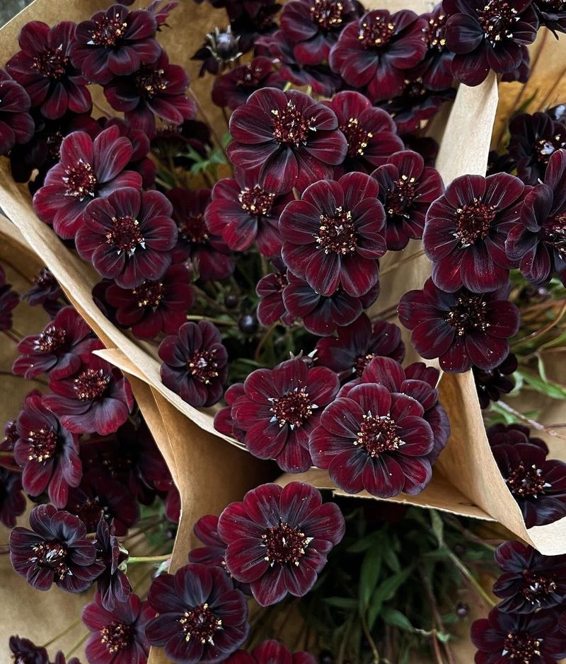 Grows Well In Full Sun Conditions
