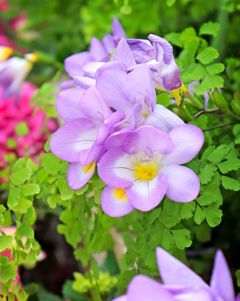 Provides Early Season Color Boost