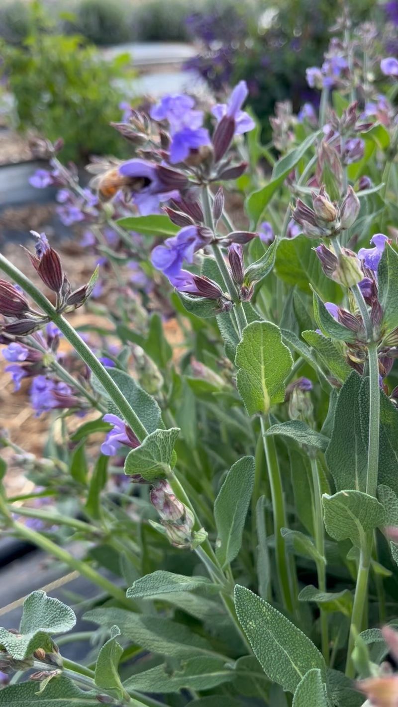 Sage