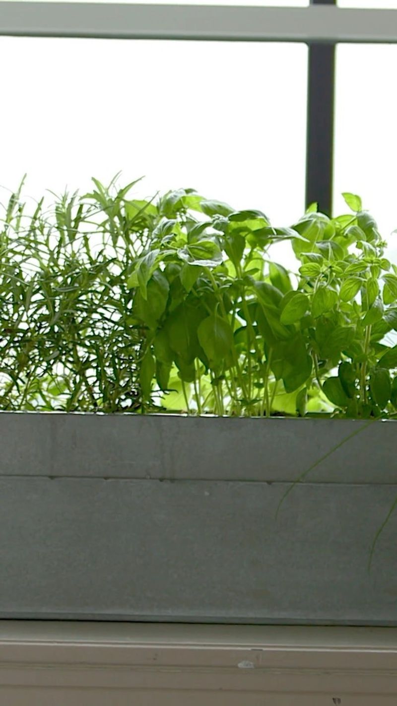 Basil
