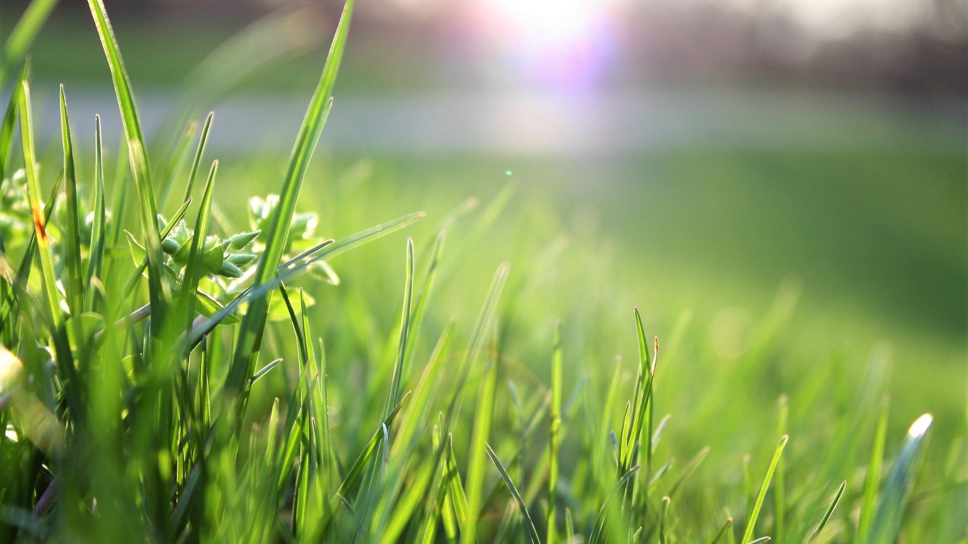 32 Tips For Growing Grass Seed Quickly To Create A Healthy Lawn In No Time