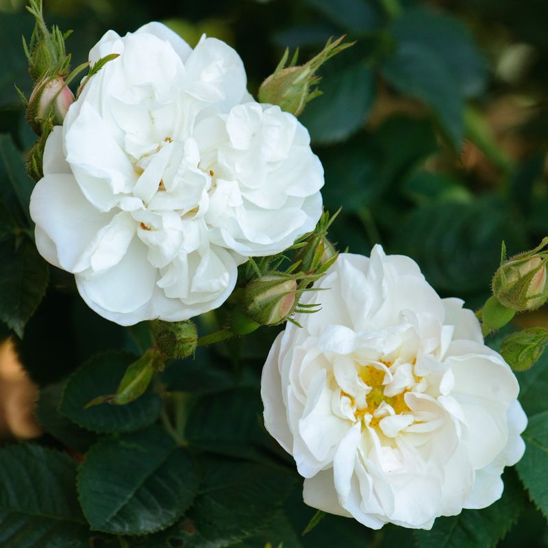 Alba Maxima Rose