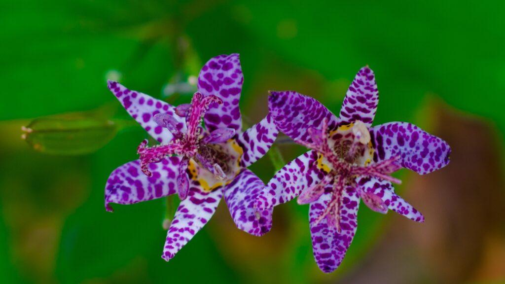 toad lily flower