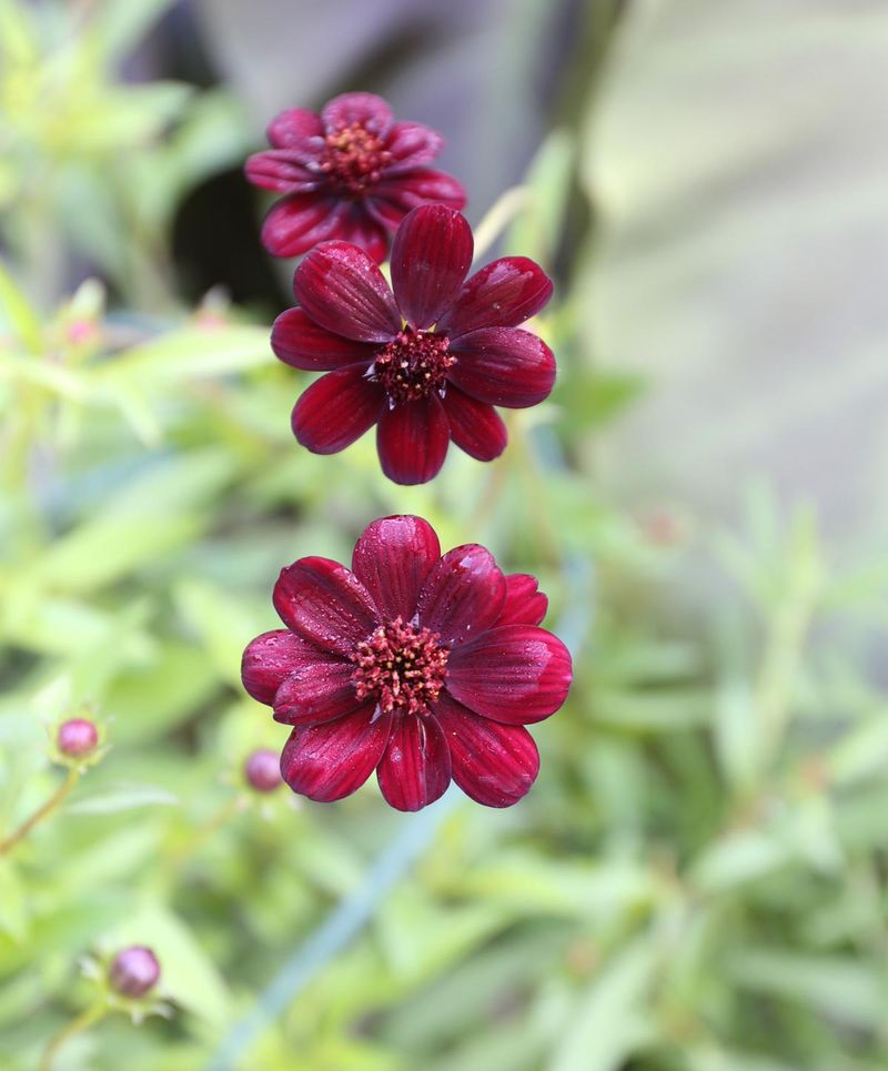 Easy To Overwinter Indoors As Tubers