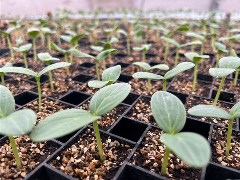 Cucumbers Won’t Make It Through a Frost—Keep Them Warm!