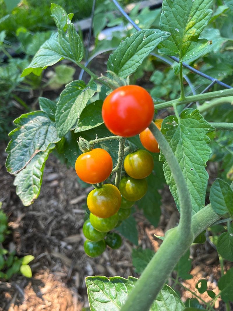 Where Tomatoes Grew Last Year
