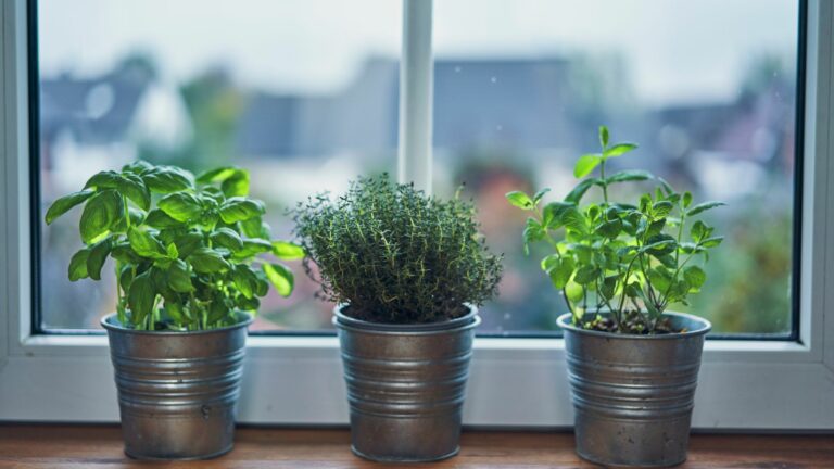 Variation of Herb Pots on Windowsill