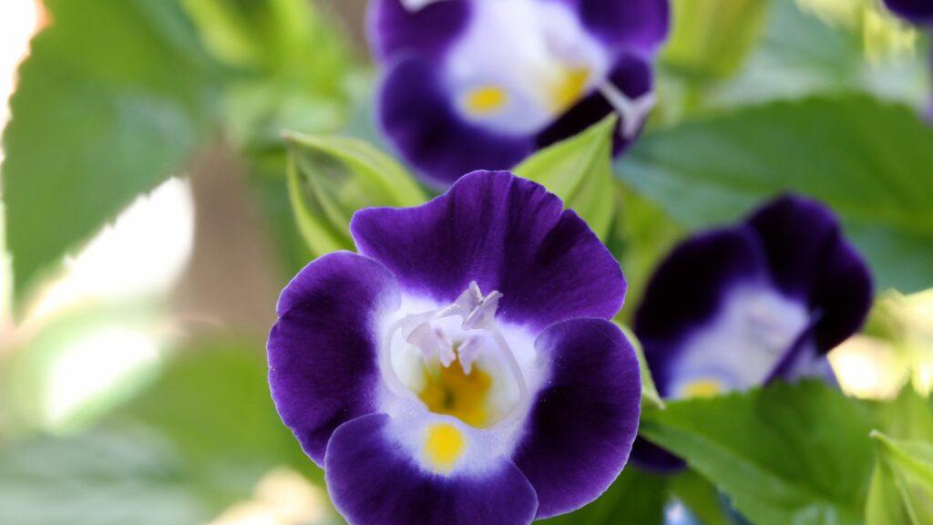 Torenia