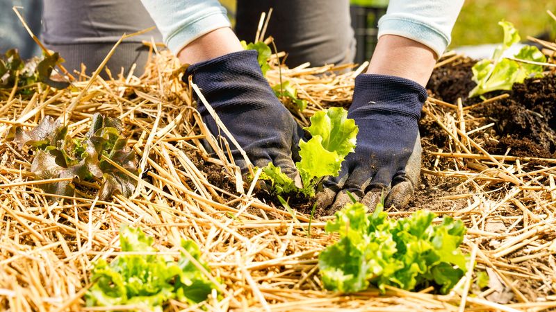 Use Mulch For Protection