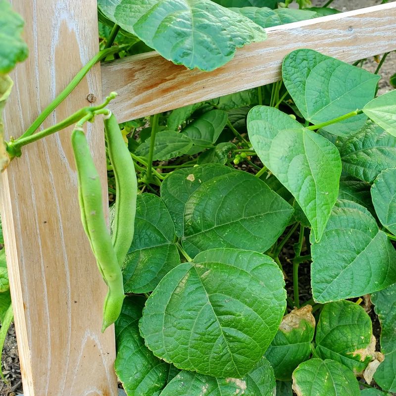Decorative Picket Fence Trellis