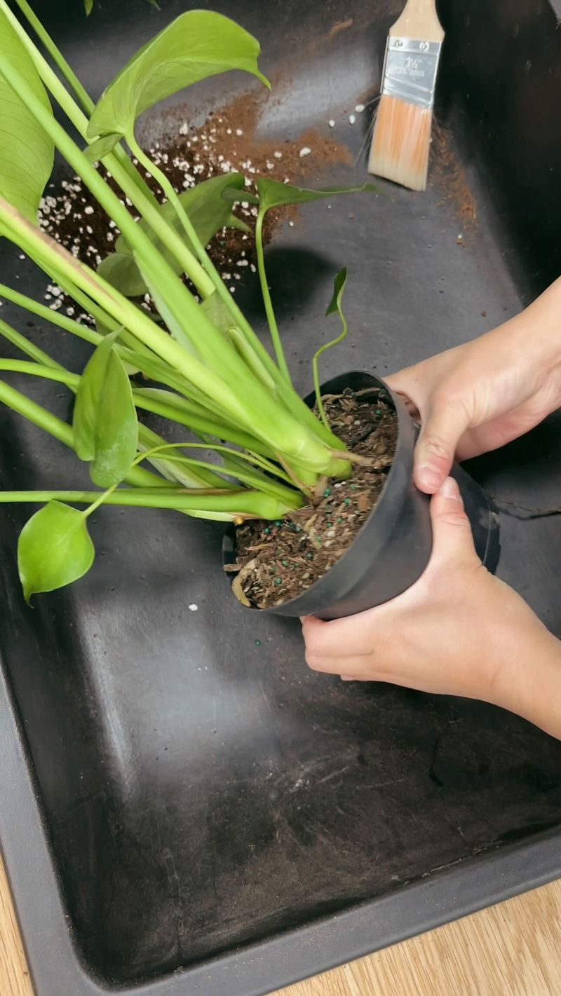 Roots Start Emerging from Drainage Holes