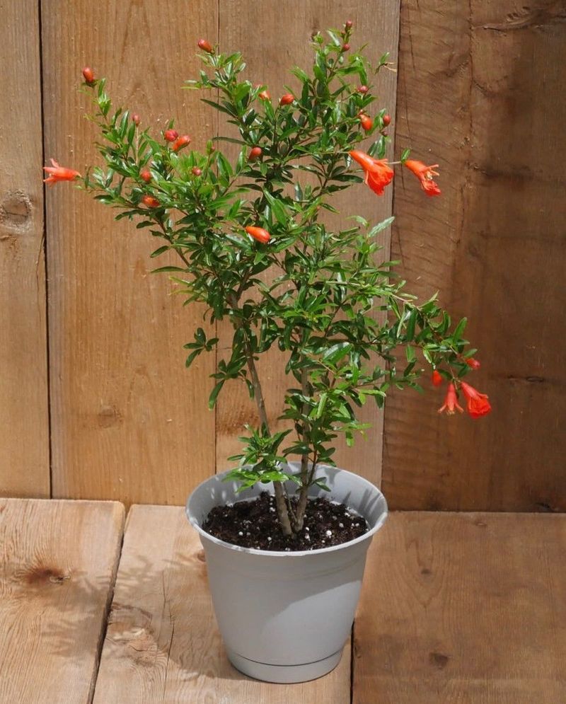 Dwarf Pomegranate (Punica granatum ‘Nana’)