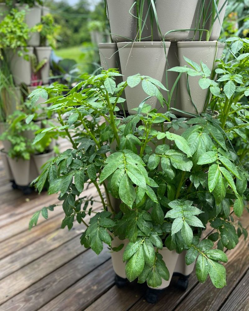 Experiment With Vertical Growing