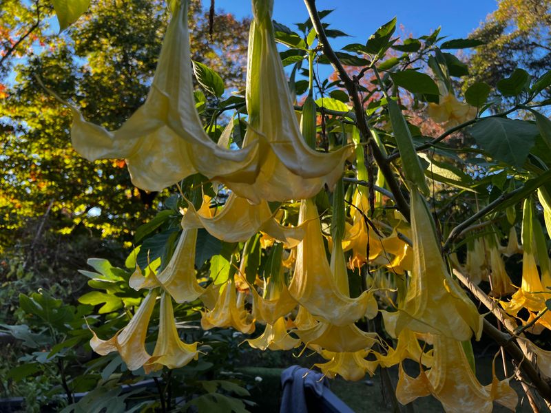 Angel’s Trumpet