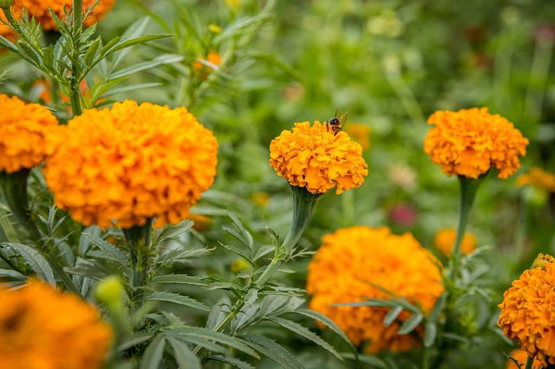 Marigolds
