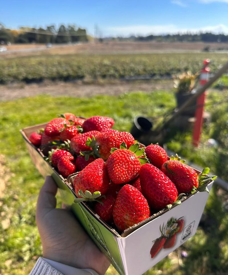 Strawberries
