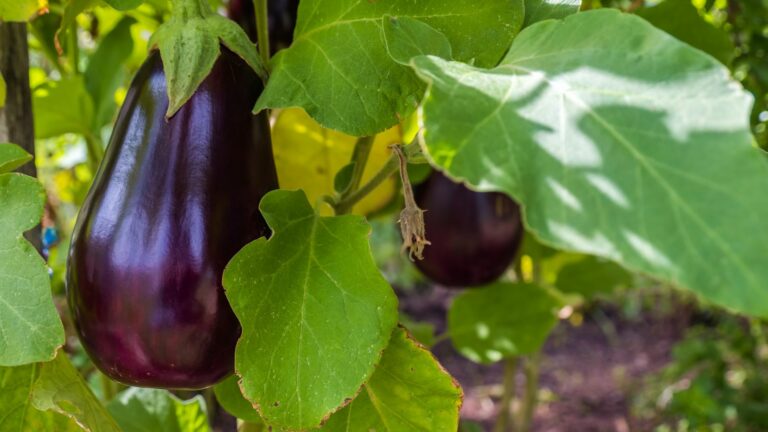 eggplant in garden
