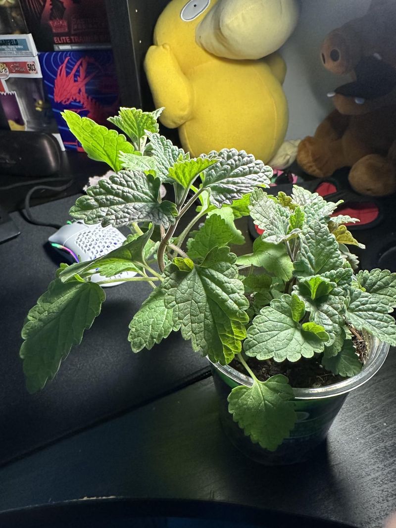 Watering Wisely