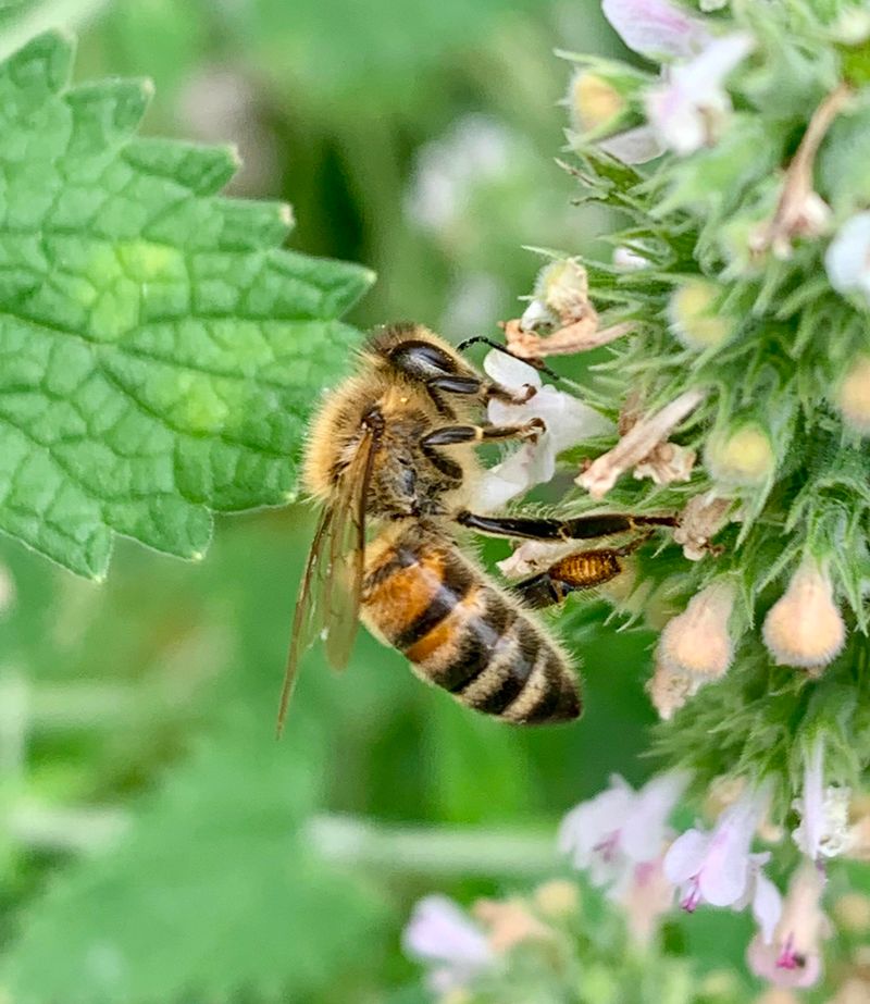 Encouraging Bees and Pollinators