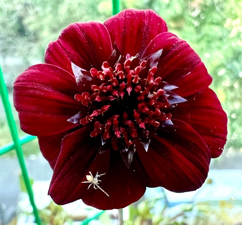 Attracts Not Only Hummingbirds But Also Butterflies