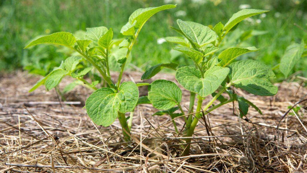 mulch potatoes