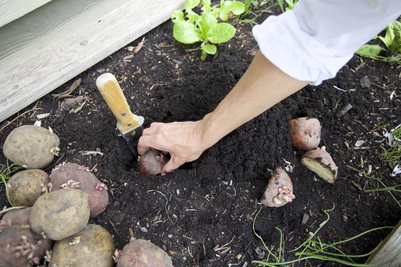 Prepare The Soil Carefully