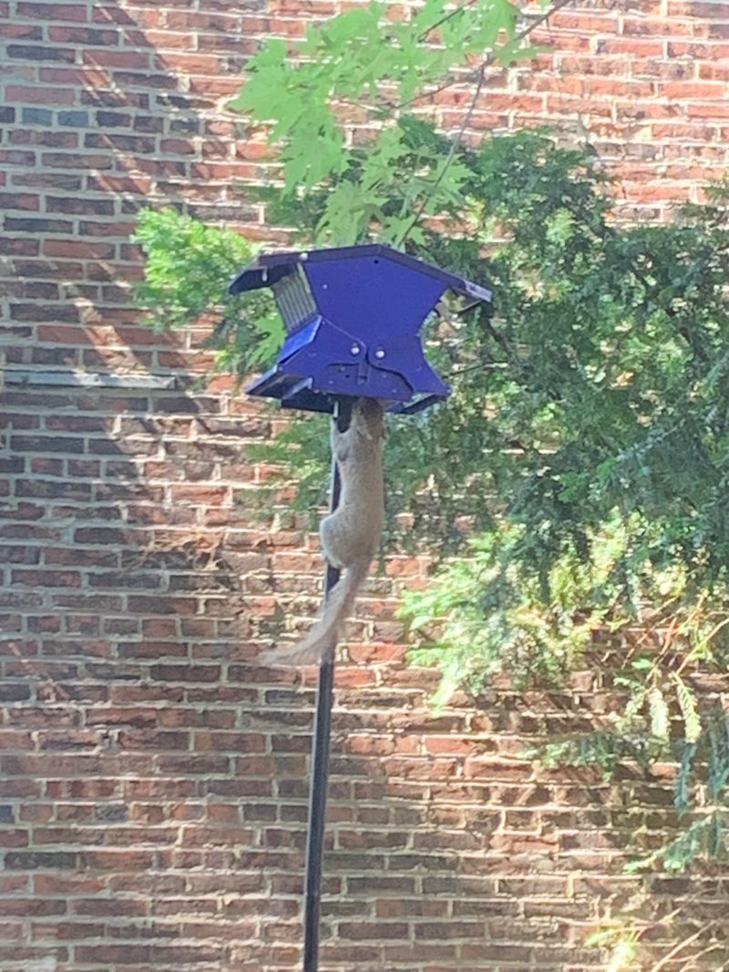 Grease the Pole