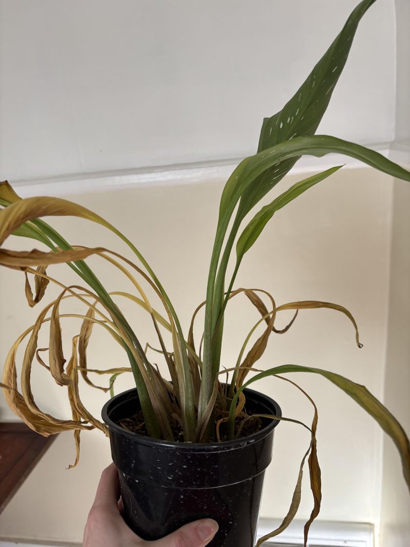 Encourage Dormancy