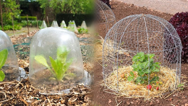 Protect Against Pests