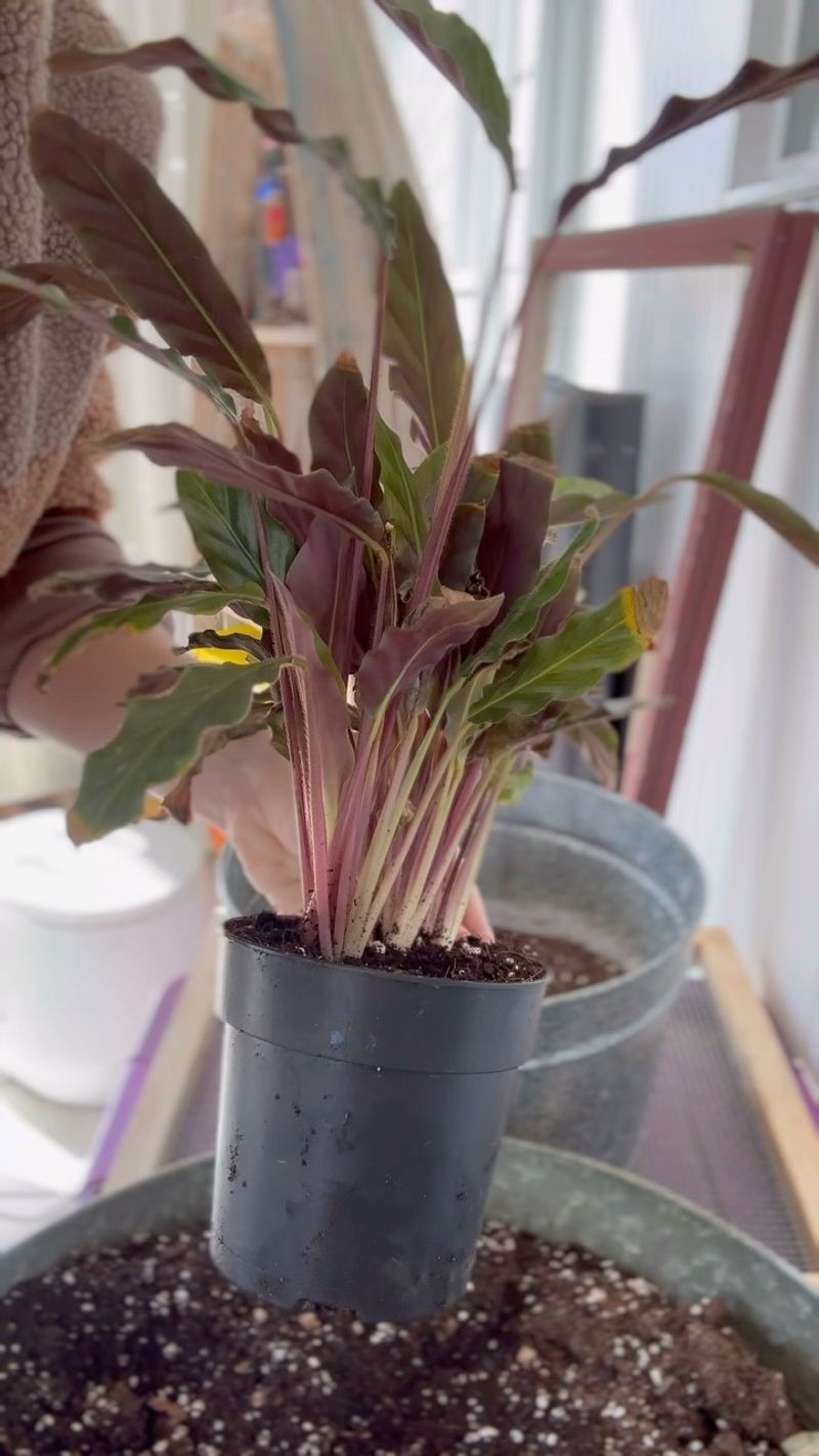Repot When Needed
