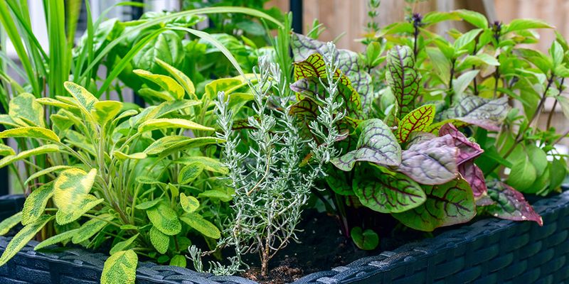 Select The Right Plants