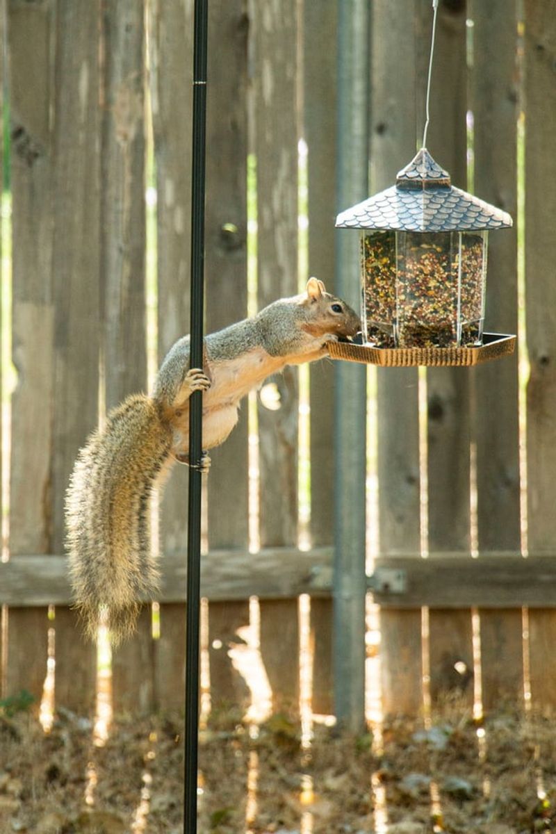 Install a Squirrel Spinning Feeder