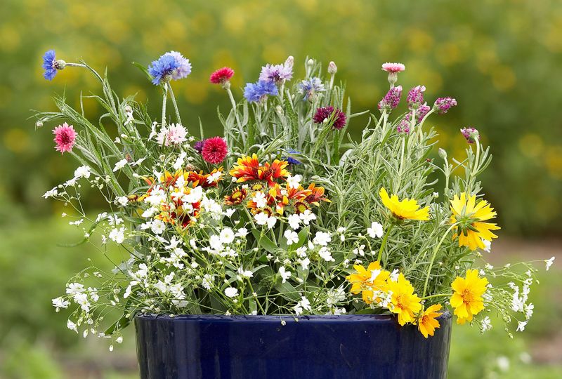 Plant Wildflowers In Containers