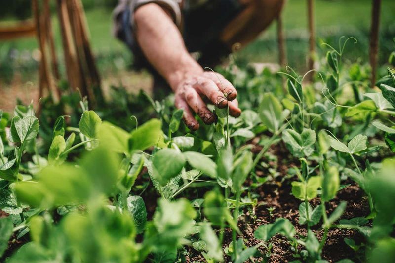 Rotate Crops Annually