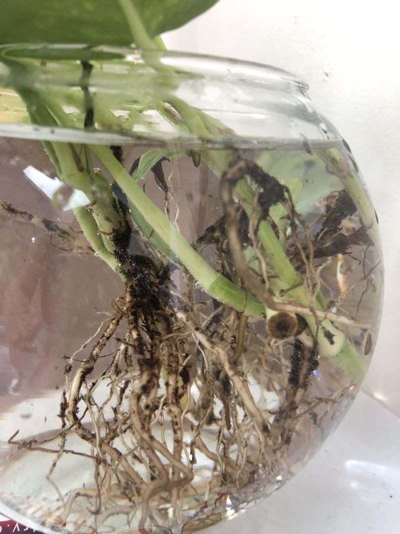 Rinse Roots Before Transferring to Water