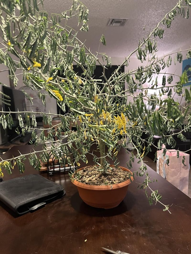 Ignoring Pruning Needs